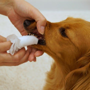DoggyMan 94526 - 犬貓用簡約生活 潔齒紙巾 (30枚)