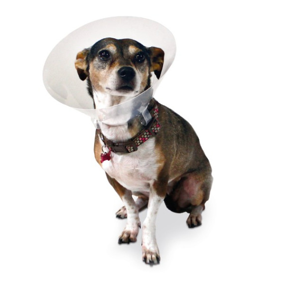 美國Eickemeyer [220020] -EickColl Dog Collar 7,5 cm