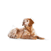 Royal Canin 健康營養系列 -中型老犬10+歲營養主食濕糧（肉汁）*Medium Ageing 10+ Dog(Gravy)* 140g x 10包原裝同款優惠 [2700900]